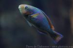 Rivulated parrotfish