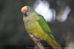 Peach-fronted parakeet