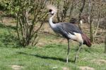 Grey crowned crane