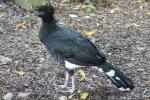 Yellow-knobbed curassow