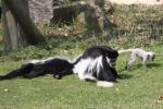 Western black-and-white colobus