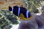 Mauritian anemonefish *
