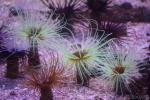 Cylinder anemone