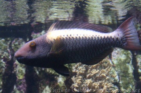 Spotted parrotfish