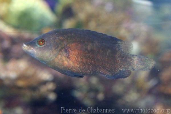 Snooty wrasse