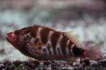 Redbarred hawkfish *