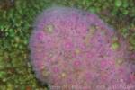Atlantic jewel anemone