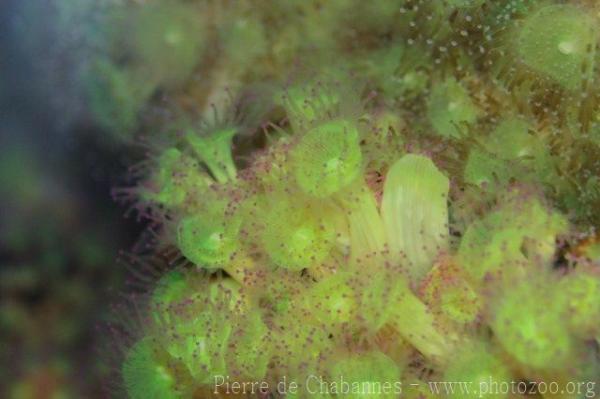 Atlantic jewel anemone