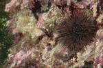 Burrowing urchin