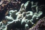 Branching horn coral