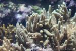 Velvet finger coral
