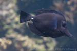 Longnose surgeonfish