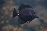 Longnose surgeonfish