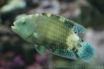 Abudjubbe's wrasse