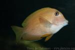 Bluelip surgeonfish