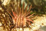 Slate pencil urchin