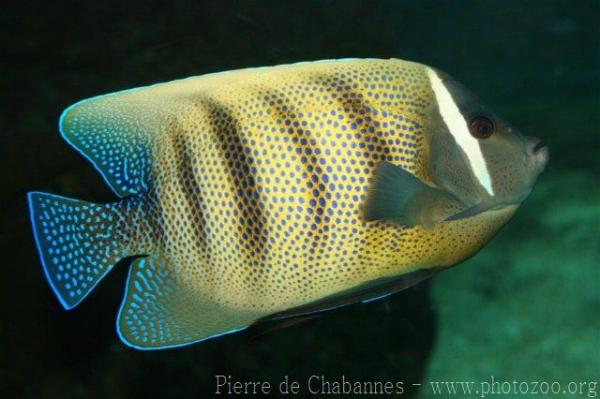 Sixbar angelfish