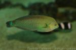 Indo-Pacific dusky wrasse *