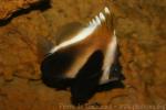 Phantom bannerfish