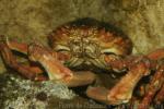 Greater spiny crab