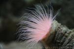 Giant tube anemone
