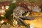 Grey spiny crab *