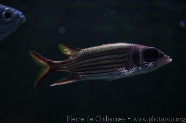 Sammara squirrelfish
