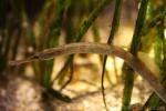 Greater pipefish