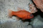 Flamefish