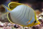 Yellowhead butterflyfish