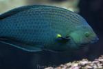 Indo-Pacific dusky wrasse