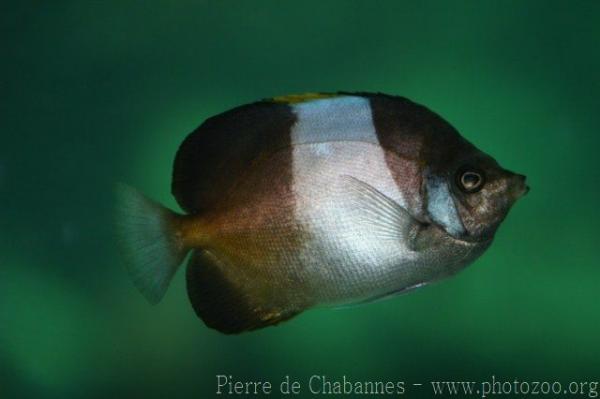 Brown-and-white butterflyfish