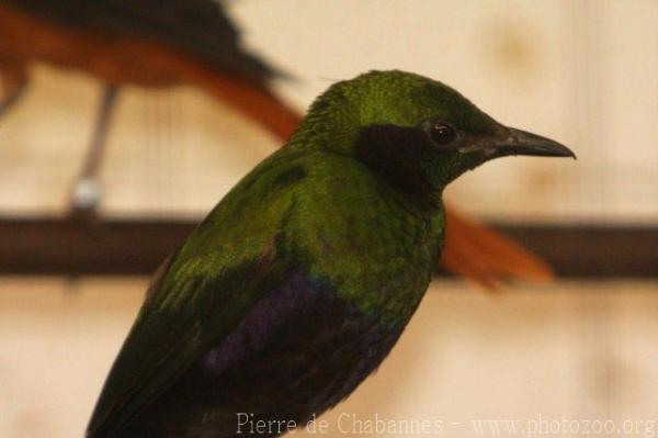 Emerald starling