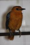 Rufous-capped robin-chat