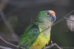 Peach-fronted parakeet