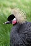 Black crowned-crane