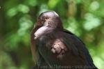 Red-billed pigeon *