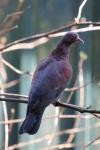 Red-billed pigeon *
