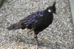 Palawan peacock-pheasant *