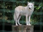 Arctic wolf *