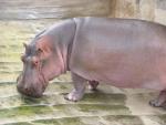 Common hippopotamus *