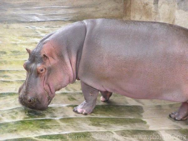 Common hippopotamus *
