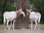 Scimitar-horned oryx *