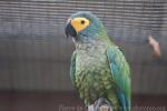 Red-bellied macaw