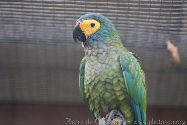 Red-bellied macaw