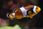 Orange clownfish *