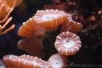 Candy cane coral