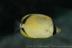 Dotted butterflyfish