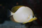Yellowhead butterflyfish *