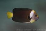 Queensland yellowtail angelfish *